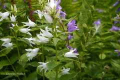 Campanula latifolia